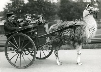 Giro in carrozza con lama con custode e bambini allo zoo di Londra, maggio 1914 da Frederick William Bond